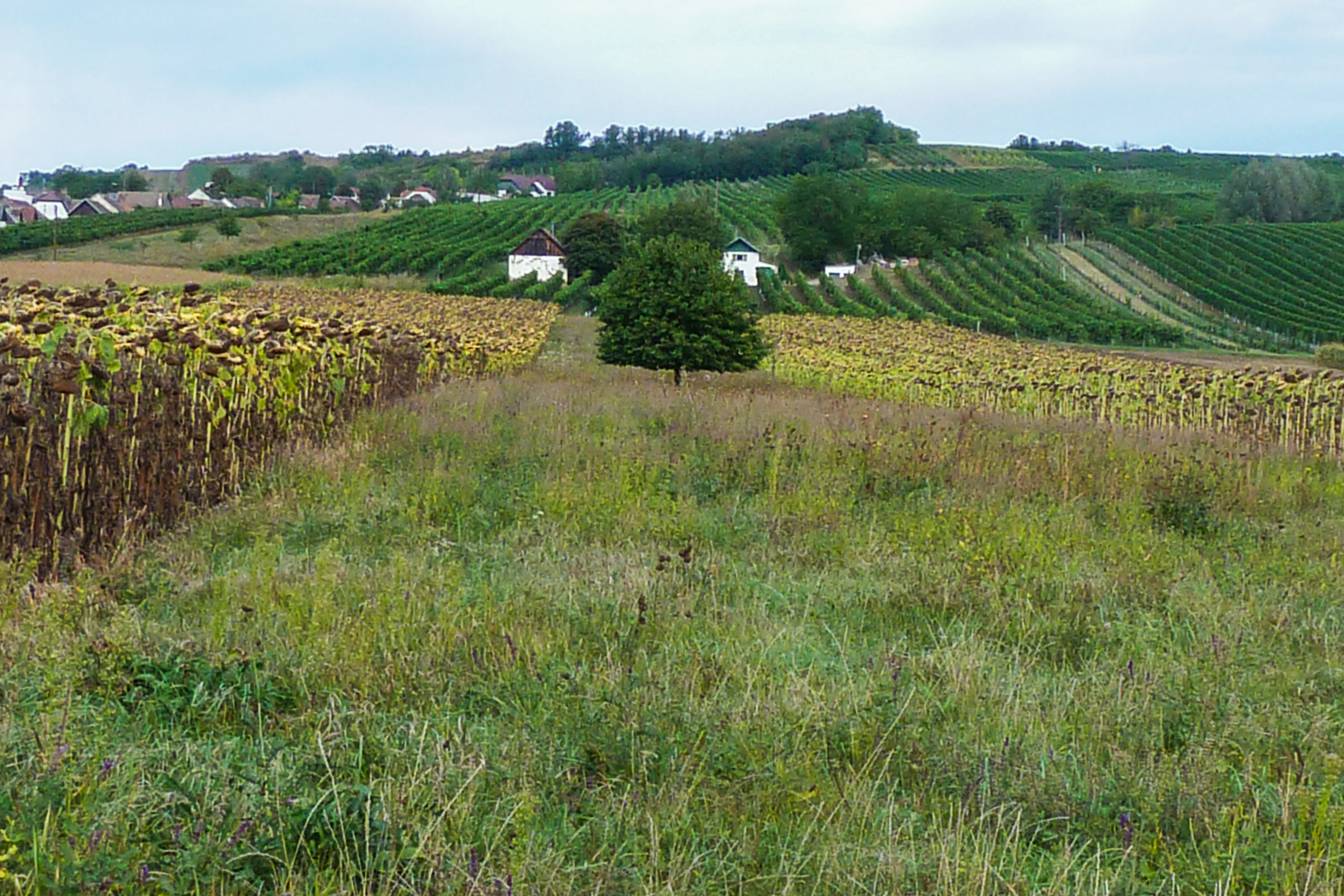 March – Thaya – Kamp
